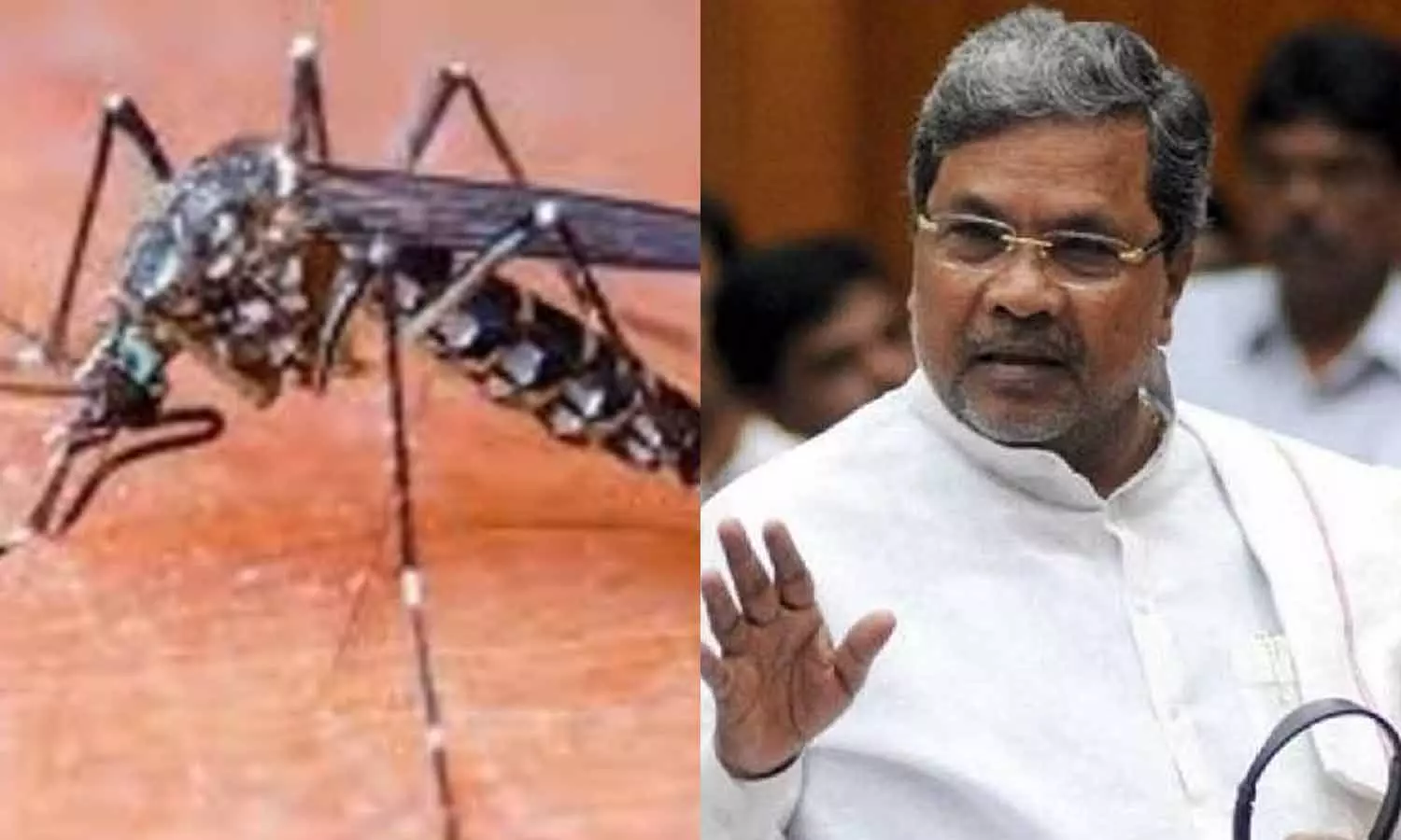 பெங்களூருவில் டெங்கு காய்ச்சலால் 4 ஆயிரம் பேர் பாதிப்பு- முன்எச்சரிக்கை நடவடிக்கை எடுக்க முதல் மந்திரி சித்தராமையா உத்தரவு பெங்களூருவில் டெங்கு காய்ச்சலால் 4 ஆயிரம் பேர் பாதிப்பு- முன்எச்சரிக்கை நடவடிக்கை எடுக்க முதல் மந்திரி சித்தராமையா உத்தரவு