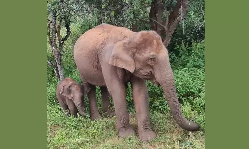 உடுமலை- மூணாறு சாலையில் குட்டியுடன் உலா வரும் பெண் யானை: வாகன ஓட்டிகளுக்கு வனத்துறை எச்சரிக்கை