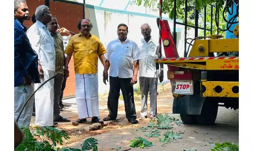 கோலாஸ் நகரில் மரம் சாய்ந்து மின் துண்டிப்பு