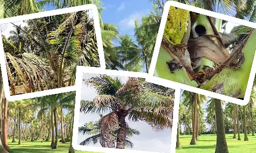 தென்னை வாடல் நோய் குறித்து பொங்கலூர் வேளாண்மை அலுவலர்களுக்கு பயிற்சி