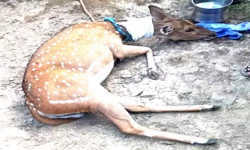 நாய்கள் கடித்ததில் புள்ளிமான் காயம்