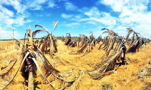 ராதாபுரம் பகுதிகளில் தொடர் வறட்சியால் கருகும் தென்னை மரங்கள்