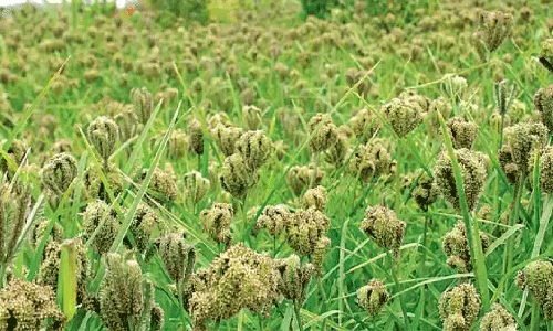 பர்கூர் மலை கிராமத்தில் வறட்சியை தாங்கும் புதிய ரக கேழ்வரகு சாகுபடி