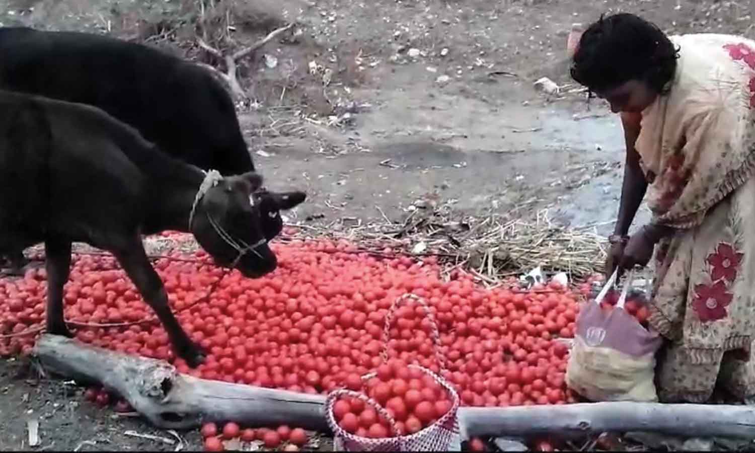 கடும் விலை வீழ்ச்சி- கால்நடைகளுக்கு தீவனமாக கொட்டப்பட்ட தக்காளி
