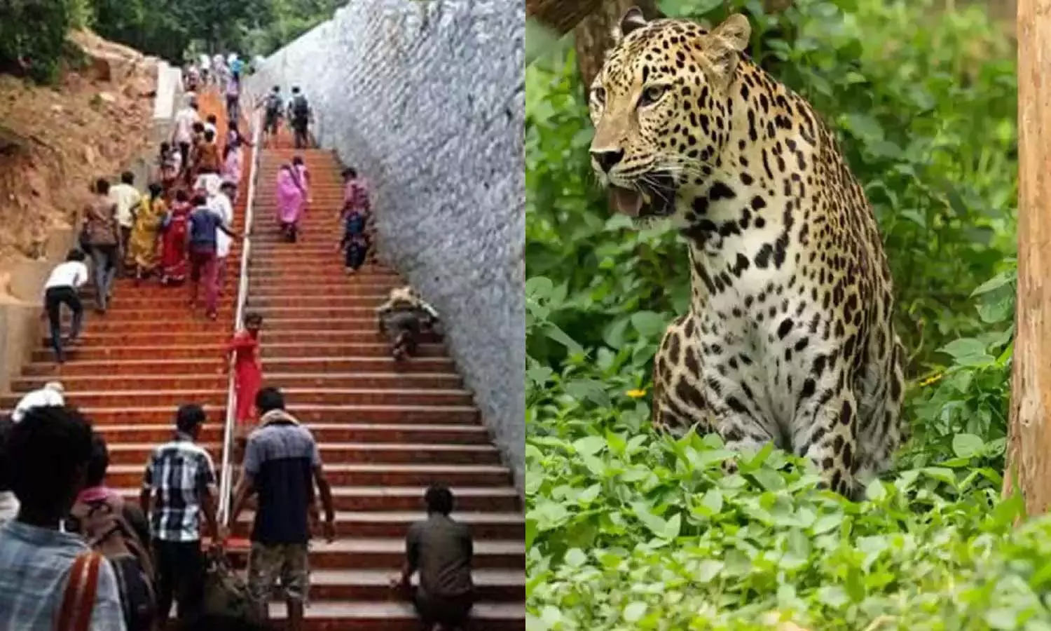 திருப்பதி நடைபாதையில் மேலும் 5 சிறுத்தை நடமாட்டம்- வனத்துறையினர் அதிரடி ஆய்வு