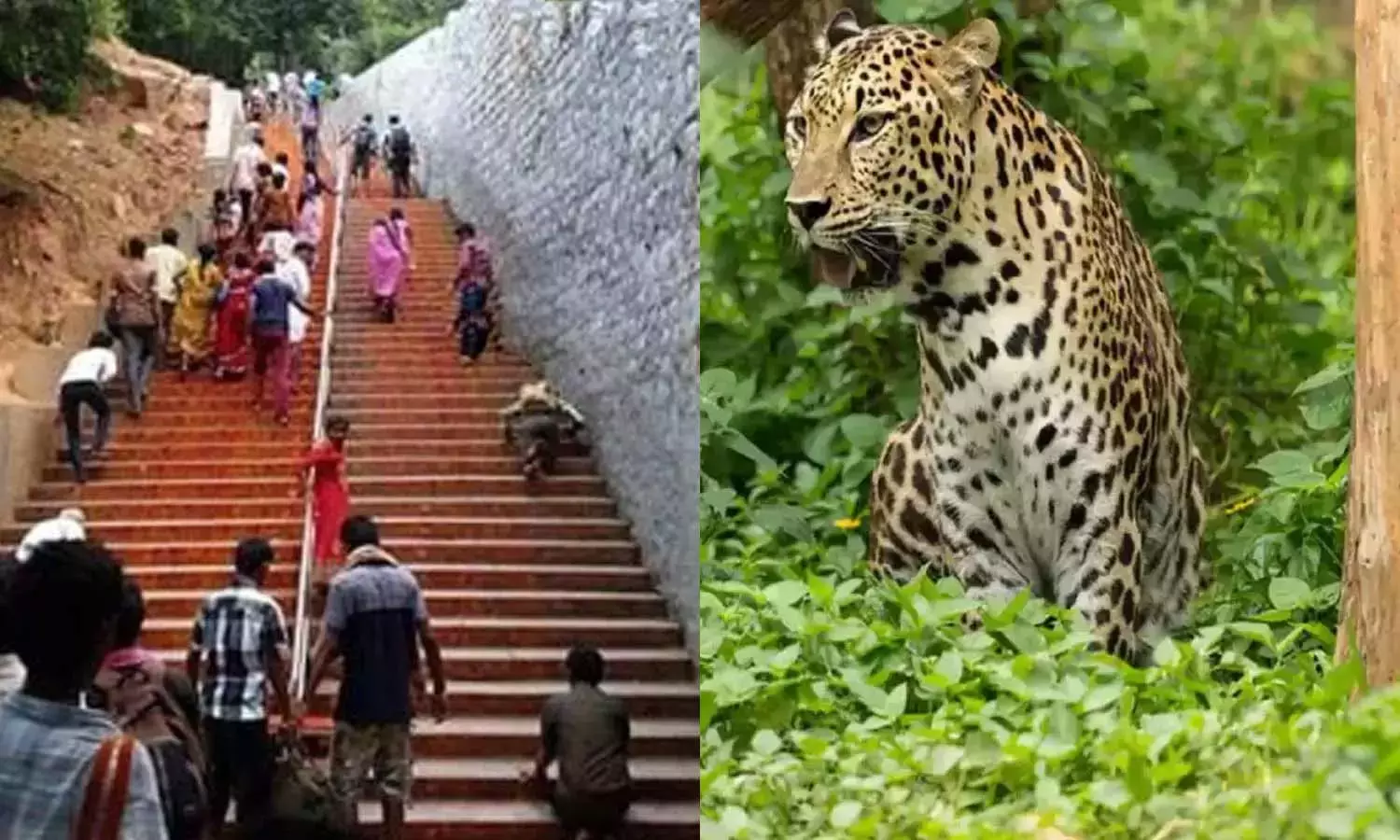 திருப்பதி நடைபாதையில் மேலும் 5 சிறுத்தை நடமாட்டம்- வனத்துறையினர் அதிரடி ஆய்வு திருப்பதி நடைபாதையில் மேலும் 5 சிறுத்தை நடமாட்டம்- வனத்துறையினர் அதிரடி ஆய்வு