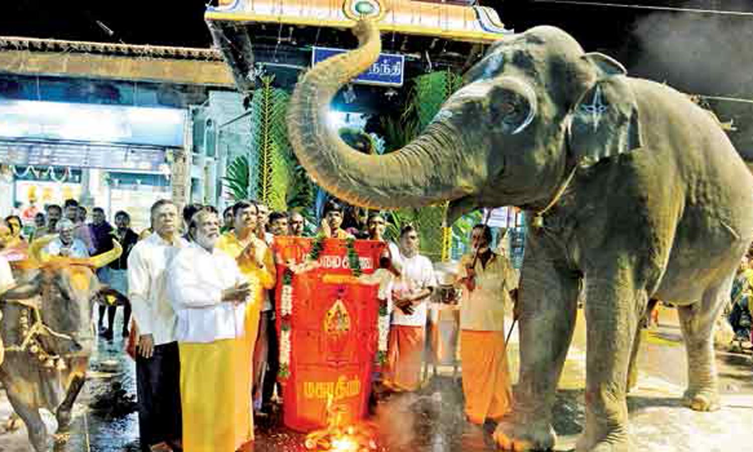 திருவண்ணாமலை கோவில் யானை 