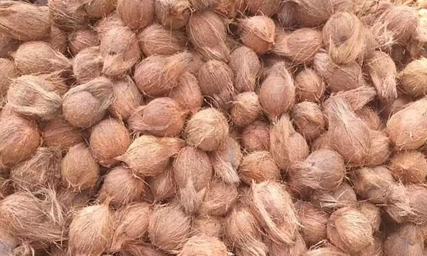 வெப்பிலி விற்பனைக் கூடத்தில் ரூ.51 ஆயிரத்துக்கு தேங்காய் ஏலம் வெப்பிலி விற்பனைக் கூடத்தில் ரூ.51 ஆயிரத்துக்கு தேங்காய் ஏலம்