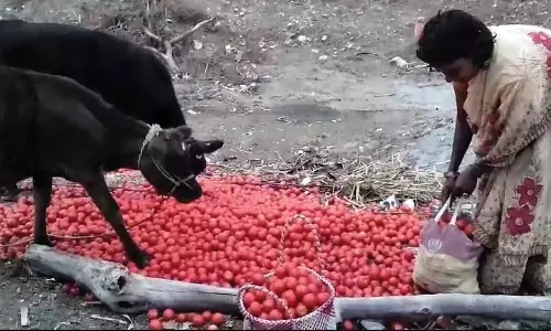 கடும் விலை வீழ்ச்சி- கால்நடைகளுக்கு தீவனமாக கொட்டப்பட்ட தக்காளி