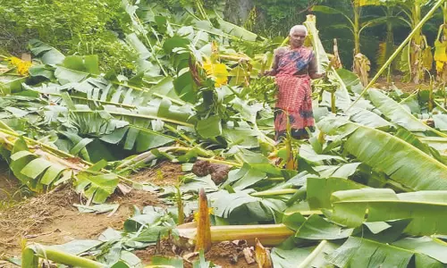 பூதப்பாண்டி அருகே காட்டு யானைகள் மீண்டும் அட்டகாசம்
