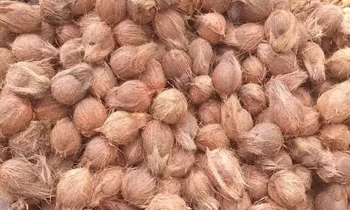 வெப்பிலி விற்பனைக் கூடத்தில் ரூ.51 ஆயிரத்துக்கு தேங்காய் ஏலம்