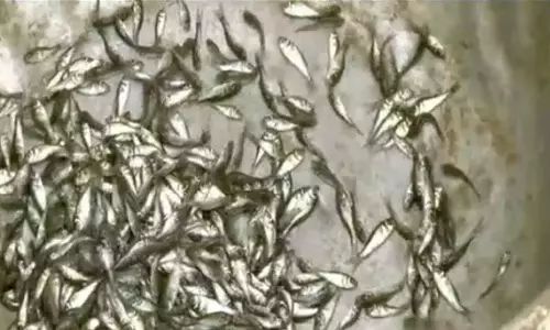 பவானிசாகர் அணை நீர் தேக்கத்தில் 2.90 லட்சம் மீன் குஞ்சுகள் விடப்பட்டன