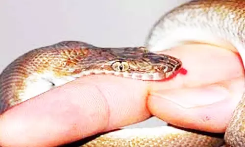 பாம்பு கடித்து பெண் படுகாயம்