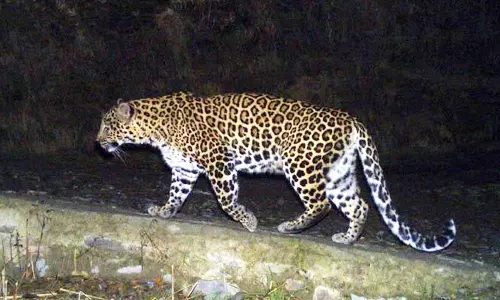 சிறுத்தை நடமாட்டத்தால் கிராம மக்கள் பீதி