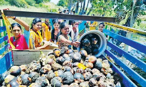பனை விதைகள் சேகரிக்கும் பணி