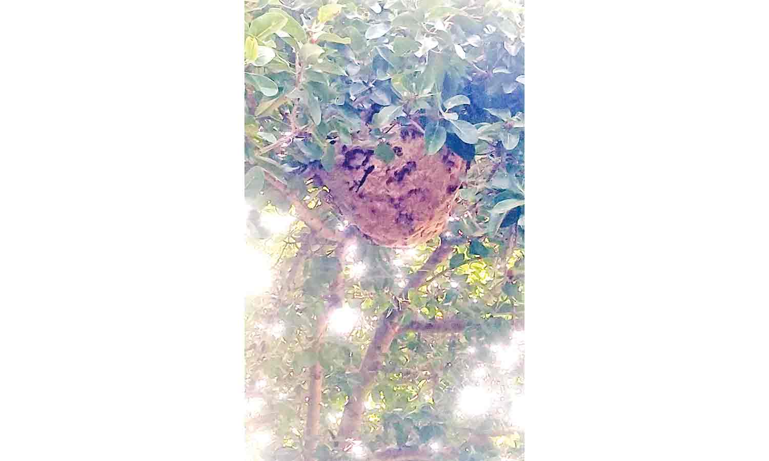 பொதுமக்களை அச்சுறுத்தும் விஷ குளவி கூடுகள்