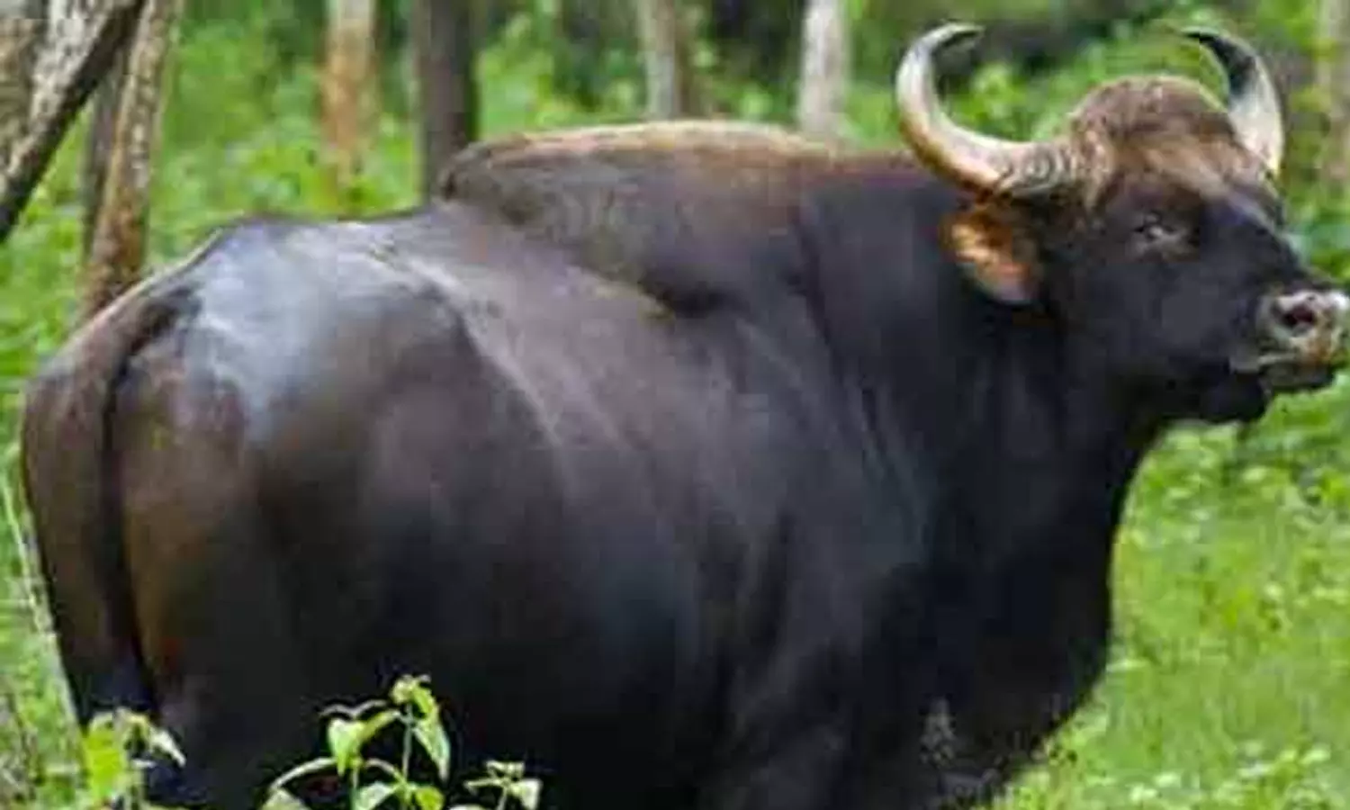 குன்னூர் அருவங்காடு அருகே நடுரோட்டில் நின்ற காட்டு மாடுகள் குன்னூர் அருவங்காடு அருகே நடுரோட்டில் நின்ற காட்டு மாடுகள்