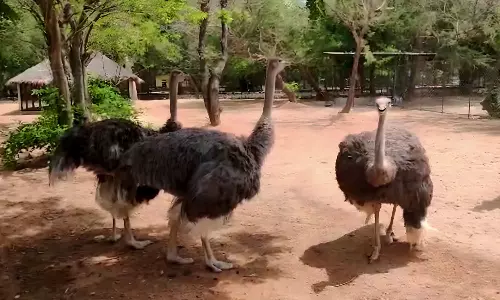 வண்டலூர் பூங்காவில் நெருப்புக்கோழிகள் 33 முட்டையிட்டது: ஊழியர்கள் கண்காணிப்பு தீவிரம்