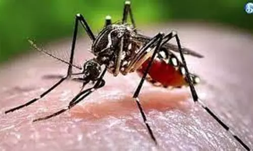 புதுக்கோட்டையில் டெங்கு காய்ச்சல் பாதிப்பு