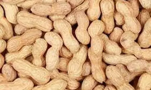 கரூரில் நிலக்கடலை ரூ.8.35 லட்சத்திற்கு விற்பனை