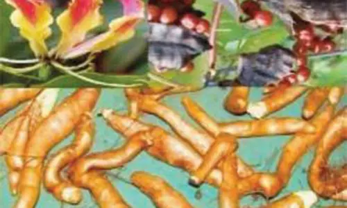 ஒழுங்குமுறை விற்பனை கூடத்தில் கண்வலி கிழங்கு விதை விற்பனை