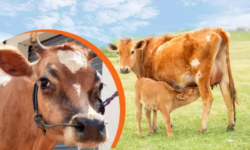 மாடுகளுக்கு கோமாரி - மடிவீக்க நோய் ஏற்பட வாய்ப்பு