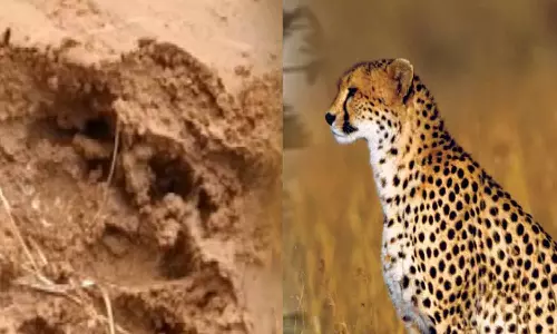 மர்ம விலங்கு கால் தடம் பதிந்துள்ளத்தால் சிறுத்தை நடமாட்டமா? பொதுமக்கள் பீதி