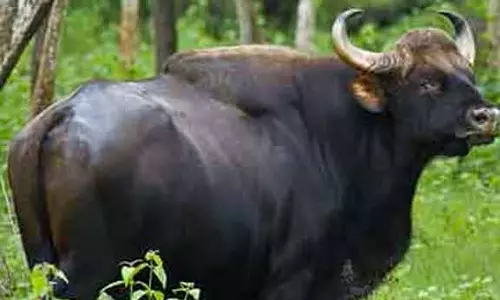 குன்னூர் அருவங்காடு அருகே நடுரோட்டில் நின்ற காட்டு மாடுகள்