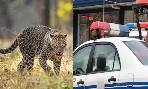 அணைக்கட்டு அருகே சிறுத்தை நடமாட்டம்