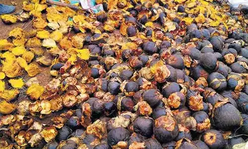 பனை விதைகள் சேகரிப்பு பணி தொடக்கம்