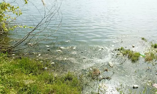 ஏலகிரி ஏரியில் செத்து கிடக்கும் மீன்கள்