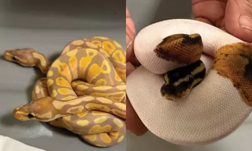 விமானத்தில் கடத்தி வரப்பட்ட 15 மலைப்பாம்பு குட்டி-ஆப்பிரிக்க அணில் பறிமுதல்