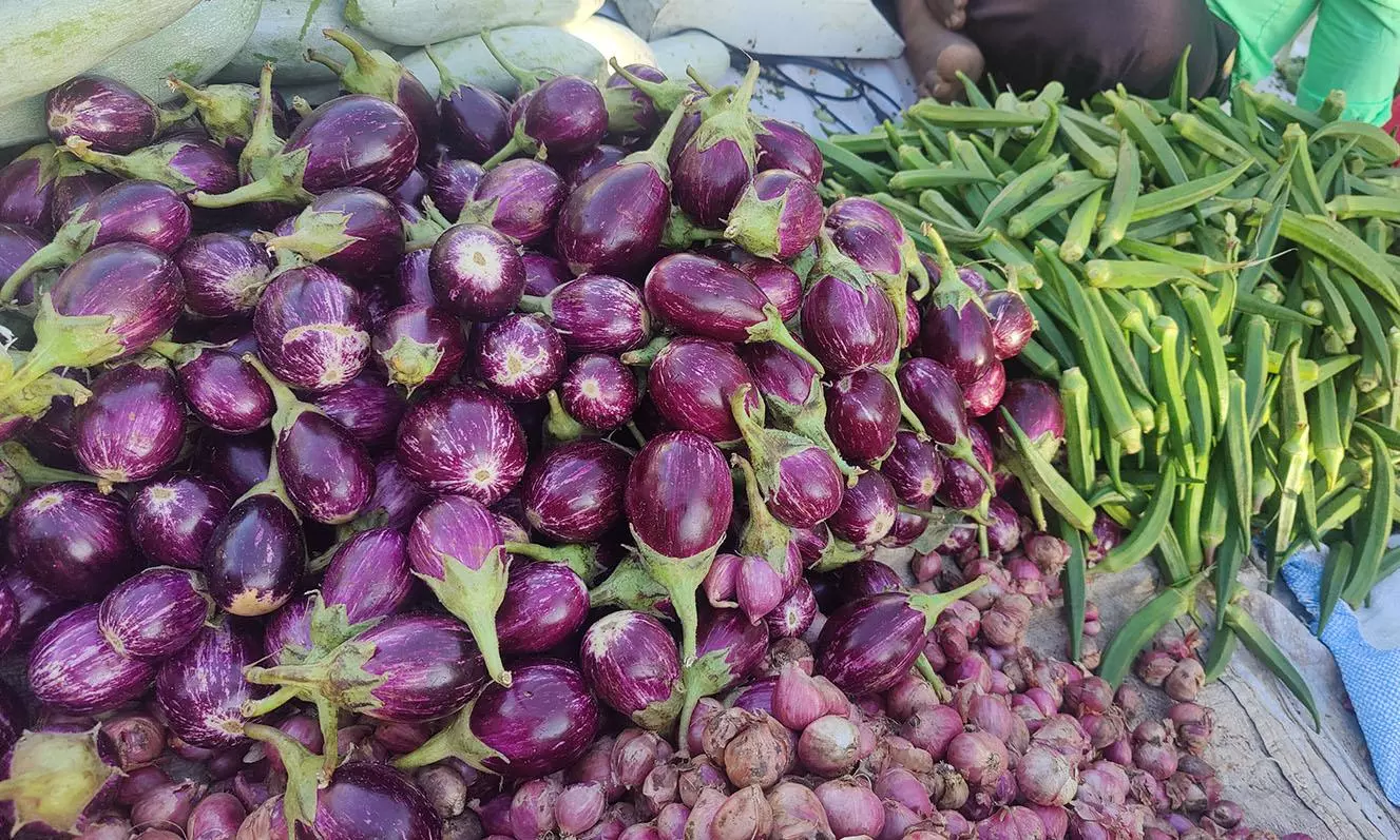 தருமபுரி வரத்து அதிகரிப்பால் கத்திரிக்காய் வெண்டைக்காய் விலை தொடர்ந்து வீழ்ச்சி தருமபுரி வரத்து அதிகரிப்பால் கத்திரிக்காய் வெண்டைக்காய் விலை தொடர்ந்து வீழ்ச்சி