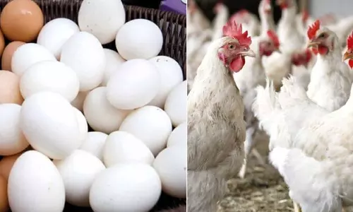 நாமக்கல்லில் முட்டை விலை தொடர் உயர்வு: பண்ணையாளர்கள் மகிழ்ச்சி