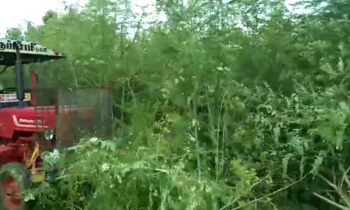 விலை போகாததால் பூத்து குலுங்கிய முருங்கை மரங்களை வேரோடு அழித்த விவசாயி