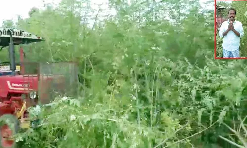 விலை போகாததால் பூத்து குலுங்கிய முருங்கை மரங்களை வேரோடு அழித்த விவசாயி: உருக்கமாக பேசும் வீடியோ வைரல்