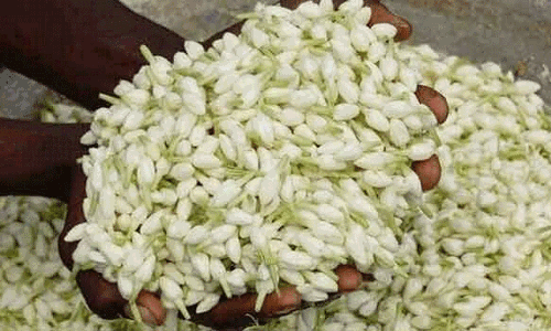 மல்லிகை விலை திடீர் உயர்வு