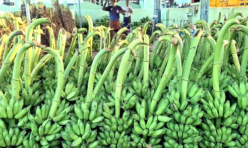 விளைச்சல் குறைவால் வெளிமாவட்டங்களில் இருந்து வருகை-பாவூர்சத்திரம் மார்க்கெட்டில் வாழைத்தார் விலை 2 மடங்காக அதிகரிப்பு