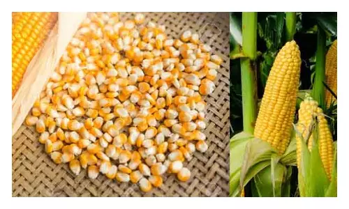 பதிவுசான்று பெறாத விதைகளை விற்பனை செய்தால் கடும் நடவடிக்கை-துணை இயக்குனர் எச்சரிக்கை