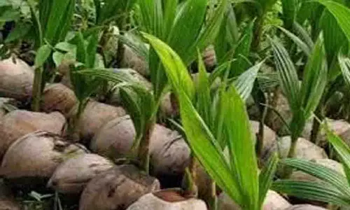 மடத்துக்குளம் வேளாண்மை அலுவலகத்தில் தென்னங்கன்றுகள் விற்பனை