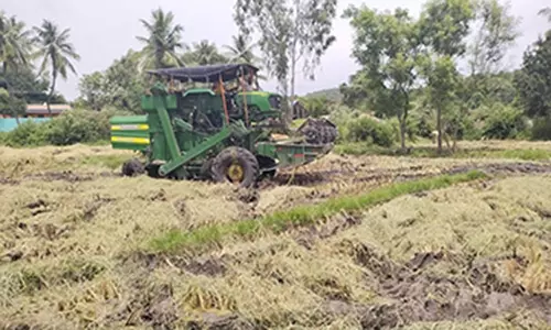 யானைக்கு பயந்து முன்னதாகவே நெல் அறுவடை