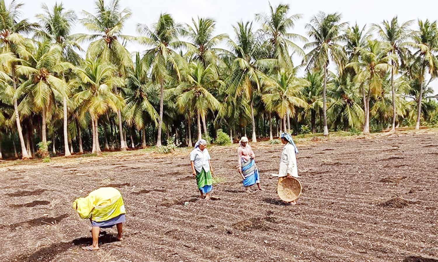 வேலாயுதம்பாளையம் அருகே 10 ஏக்கர் நிலப்பரப்பில் பனை விதை நடவு செய்த தொழிலதிபர்