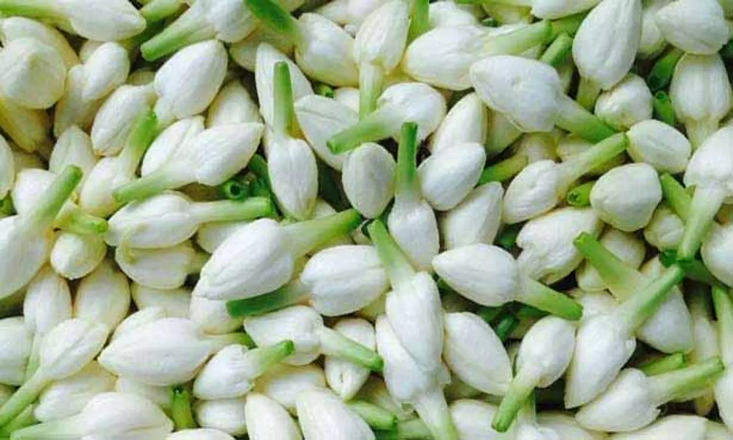 விநாயகர் சதுர்த்தியை முன்னிட்டு தோவாளை சந்தையில் பூக்கள் விலை உயர்வு விநாயகர் சதுர்த்தியை முன்னிட்டு தோவாளை சந்தையில் பூக்கள் விலை உயர்வு