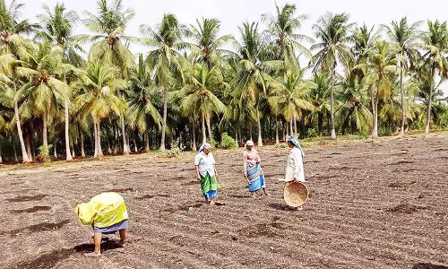 வேலாயுதம்பாளையம் அருகே 10 ஏக்கர் நிலப்பரப்பில் பனை விதை நடவு செய்த தொழிலதிபர்