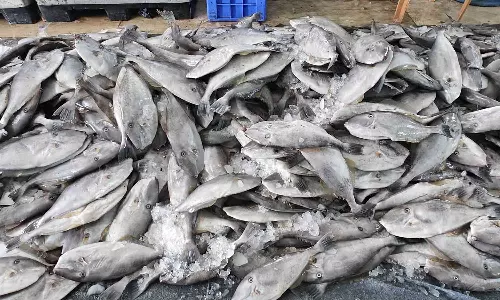 ரூ.30 கோடி மதிப்பிலான 1 லட்சம் லெதர் ஜாக்கெட் மீன்கள் வலையில் சிக்கின: மீனவர்கள் மகிழ்ச்சி