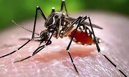 அச்சுறுத்தும் டெங்குக்கு  சித்த மருத்துவத்  தீர்வுகள்
