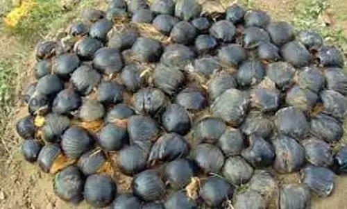 10 ஏக்கர் நிலப்பரப்பில் பனை விதை நடவு செய்த தொழிலதிபர்