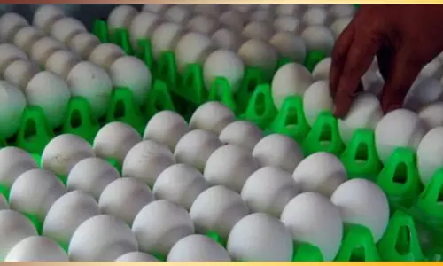 நாமக்கல்லில் முட்டை விலை மேலும் 5 காசு உயர்வு