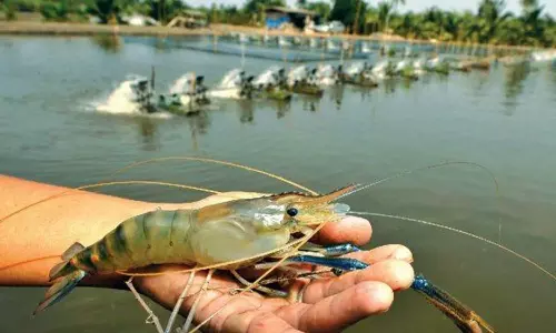 பண்ணையில் ரூ.1 லட்சம் மதிப்பு இறால்கள் திருட்டு