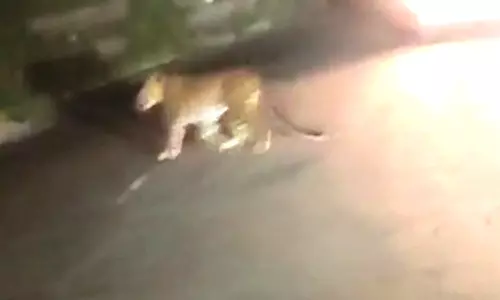 ஊட்டியில் இரவு நேரங்களில் குடியிருப்பு பகுதியில் உலா வரும் சிறுத்தை